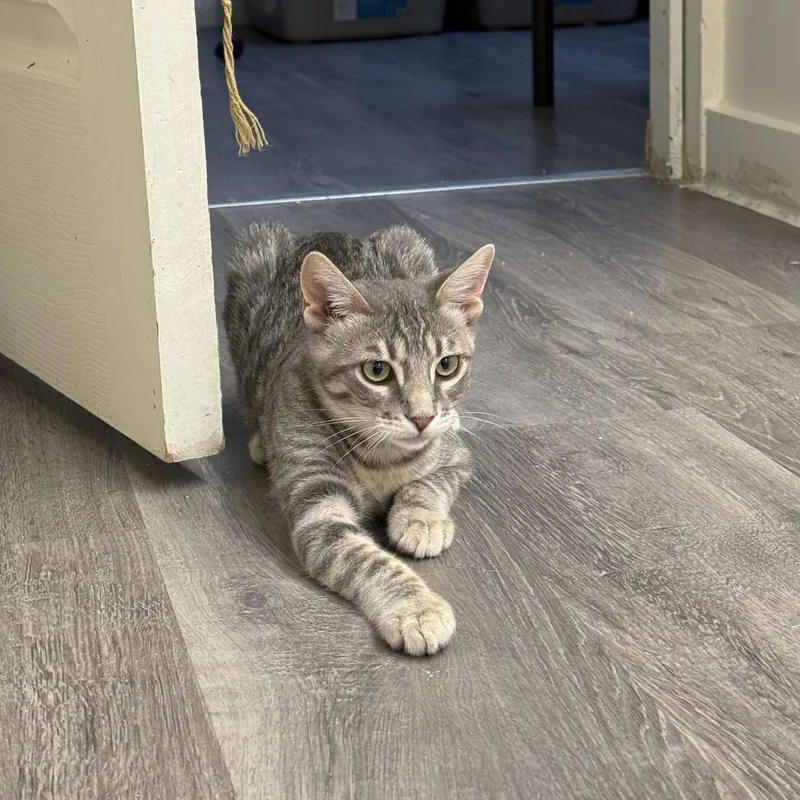 A baby medium-sized male Tabby (Gray / Blue / Silver) Domestic Short Hair cat named Marble for adoption in Mount Rainier, MD