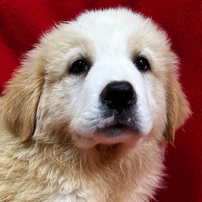A baby large-sized female White / Cream Great Pyrenees dog named Summer for adoption in Bartonsville, PA