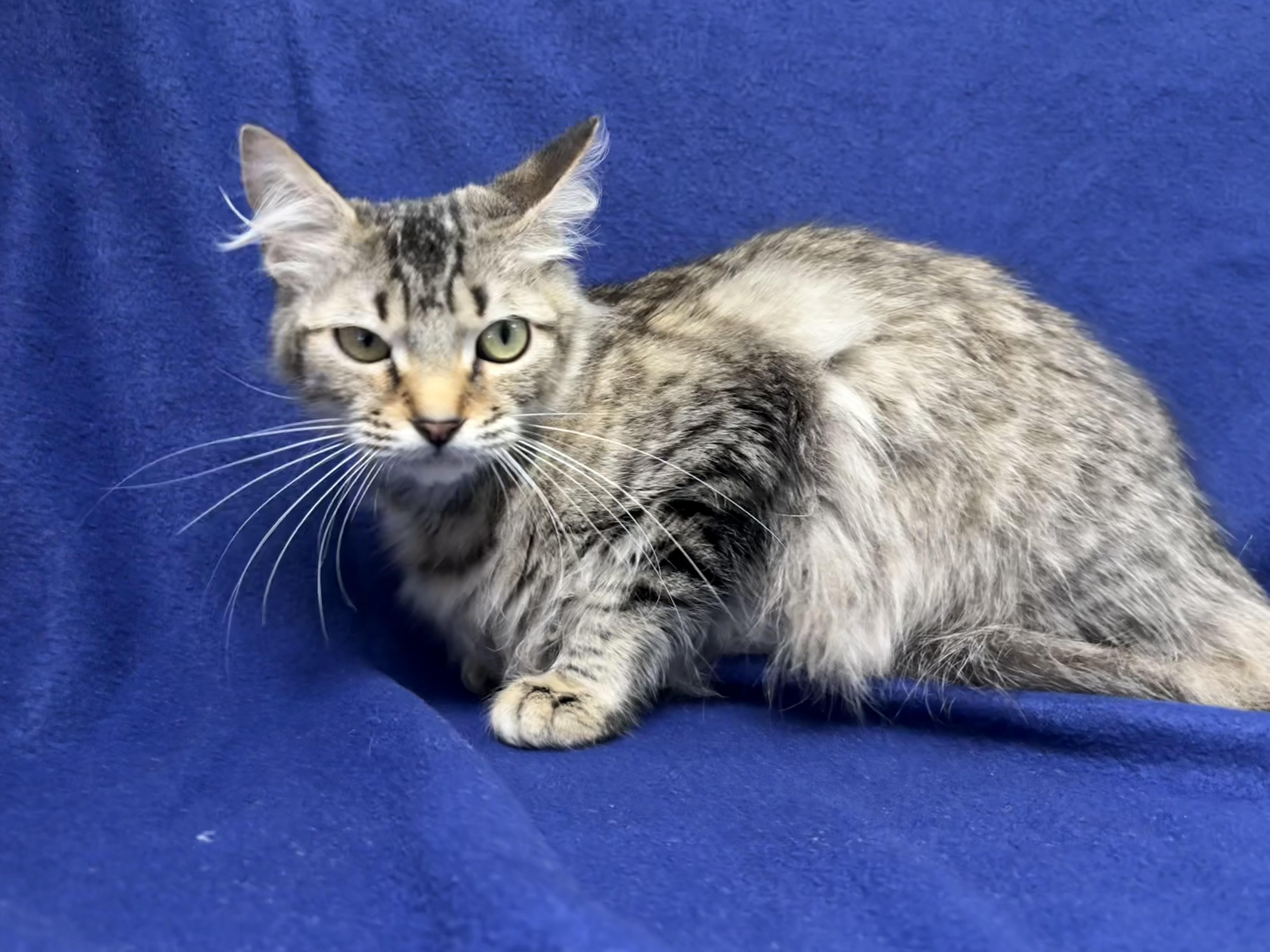 An adult medium-sized female Domestic Medium Hair cat named Butters for adoption in Valdosta, GA