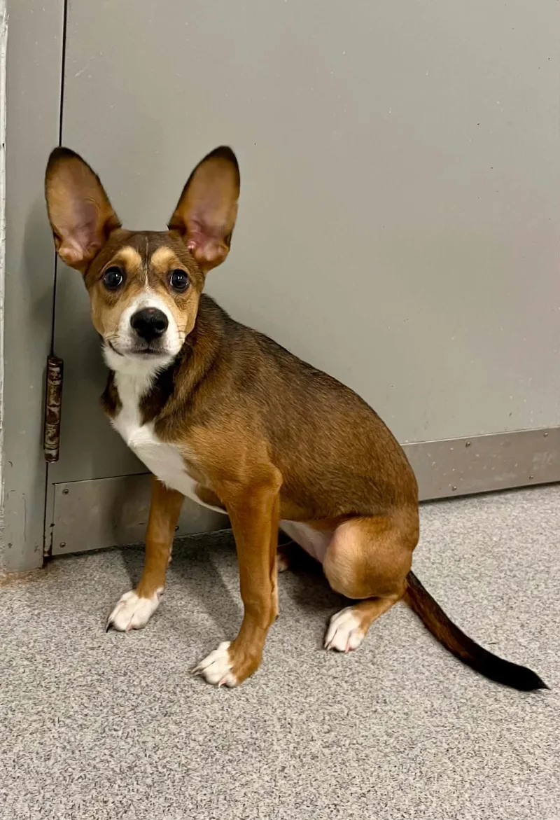 A young small-sized female Feist dog named Raya for adoption in Moundsville, WV
