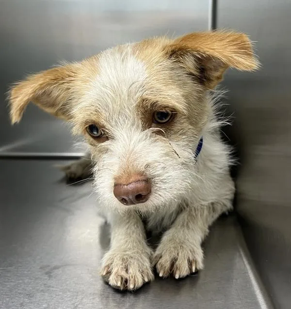 A young small-sized male Chihuahua dog named Rocky for adoption in Sioux City, IA