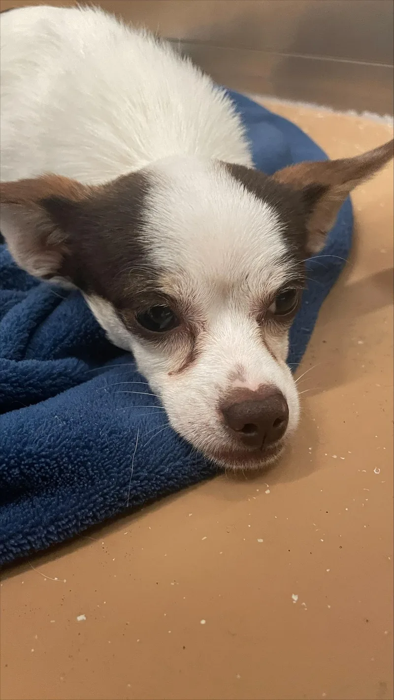 Benji