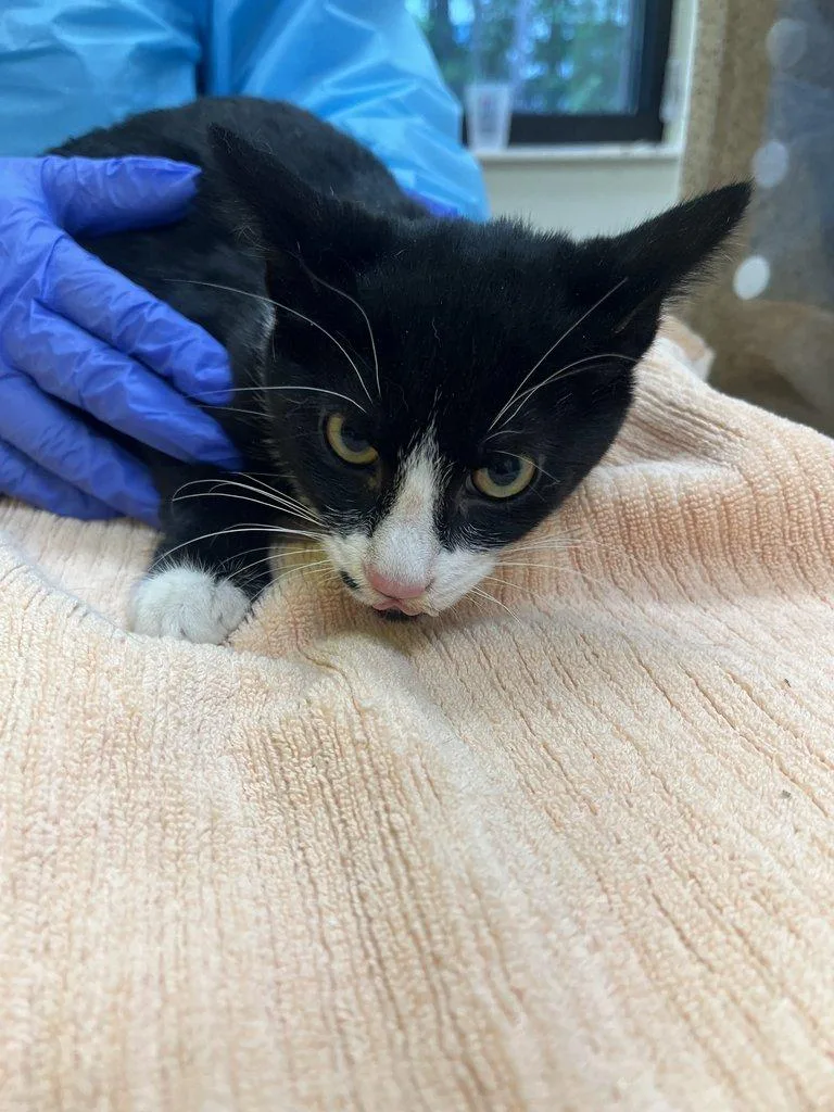 A baby small-sized female Black Domestic Short Hair cat named Eloise for adoption in Raleigh, NC