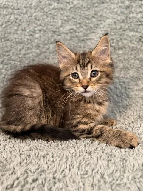 A baby small-sized female Domestic Medium Hair cat named Relda for adoption in Louisville, KY