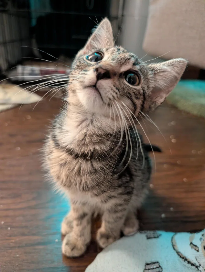 A baby medium-sized male Tabby cat named Phineas for adoption in Greenville, DE