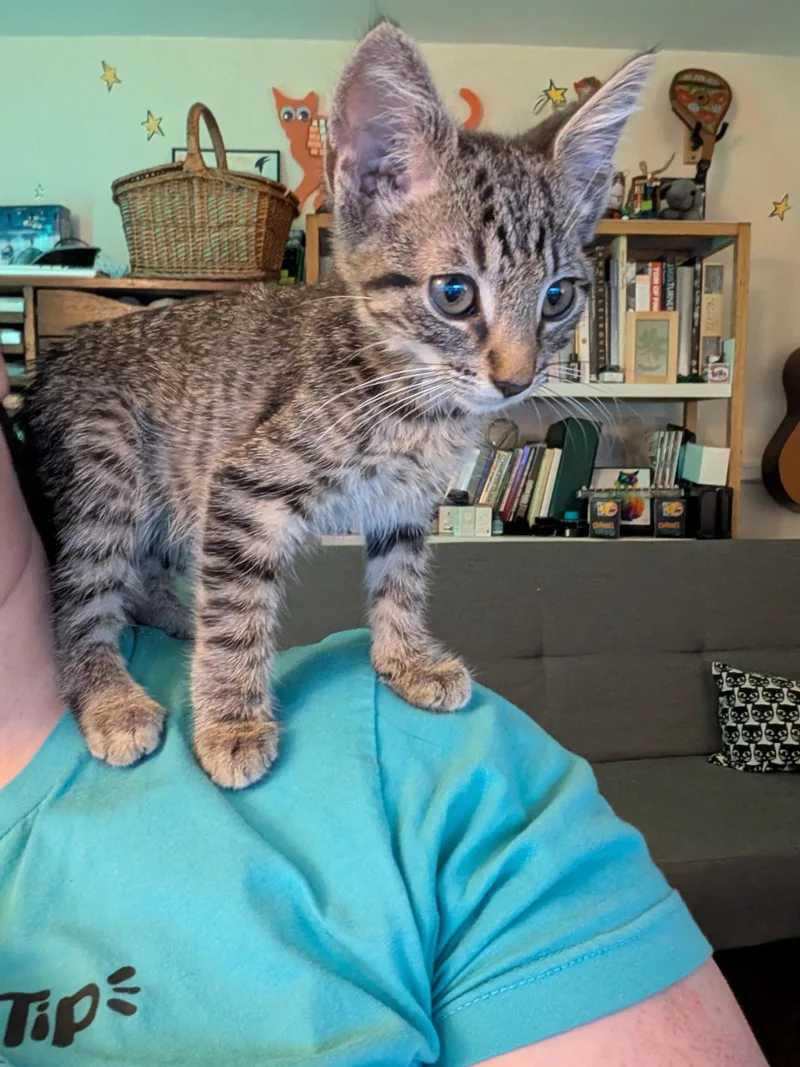 Phineas thumbnail 3
