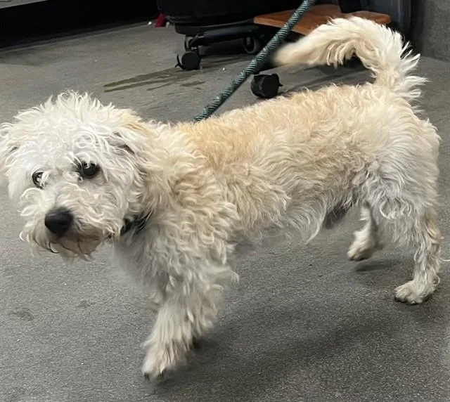 A young small-sized male Poodle dog named Terry for adoption in Upper Marlboro, MD