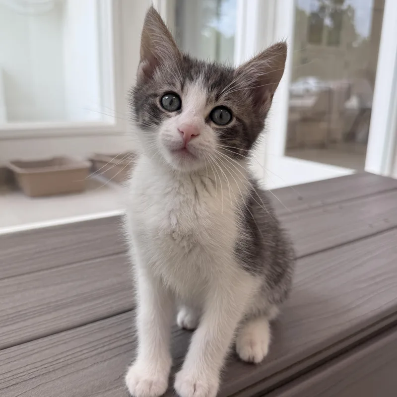 A baby medium-sized male Domestic Short Hair cat named Kyle for adoption in Evanston, IL