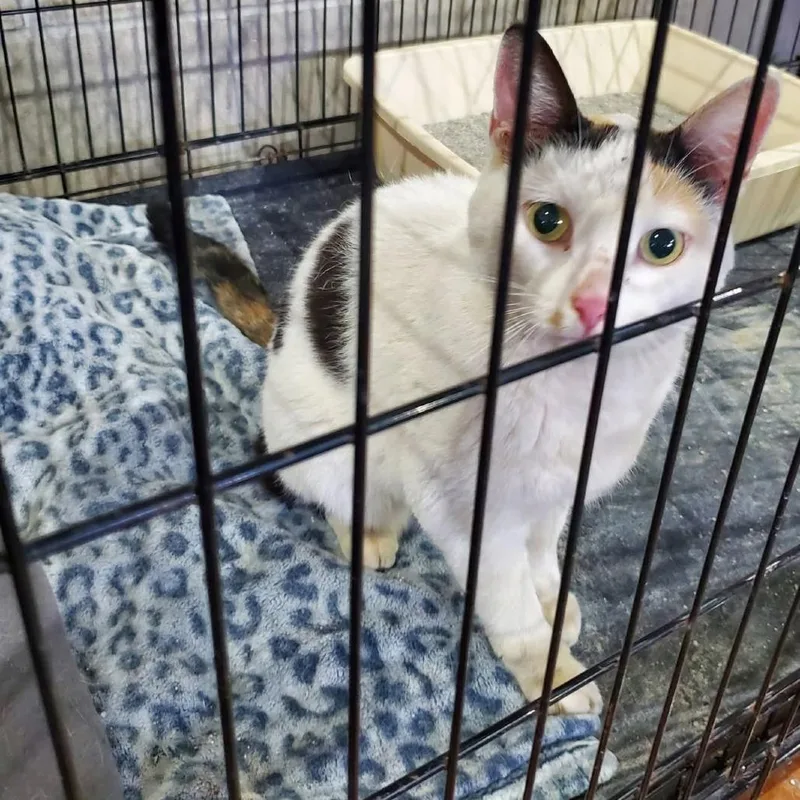 An adult small-sized female White Domestic Short Hair cat named Sabrina for adoption in Mondovi, WI