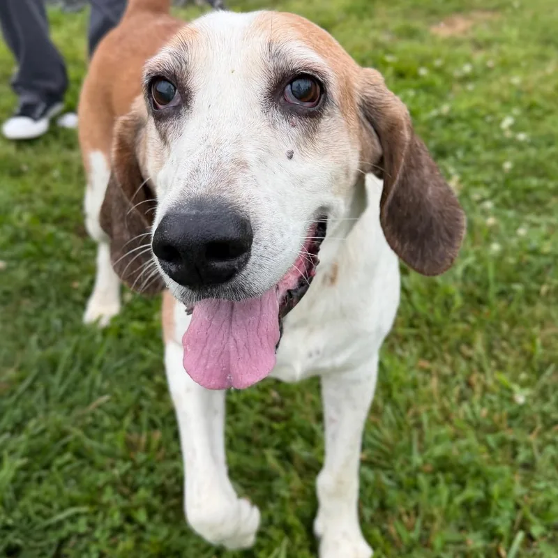A senior large-sized male Yellow / Tan / Blond / Fawn Mixed Breed dog named Albert for adoption in Marshall, VA