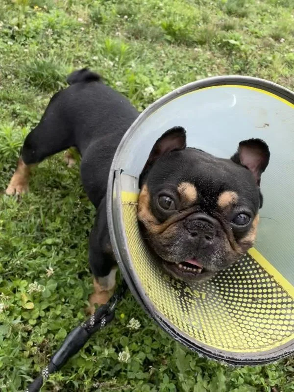 Pickle