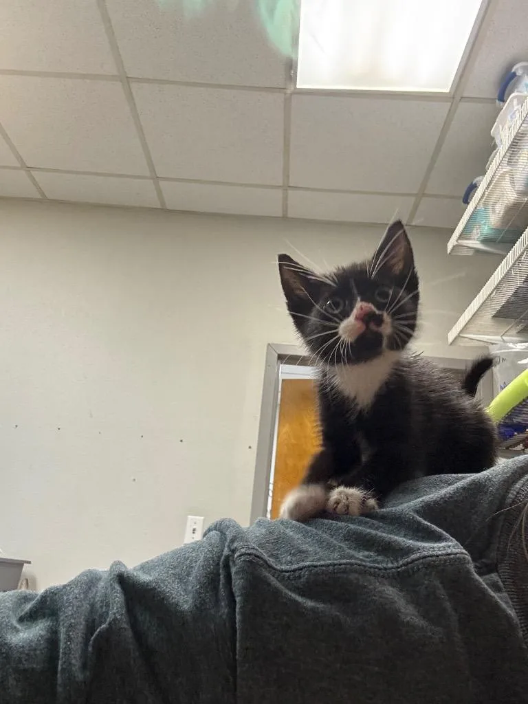 A baby medium-sized female Domestic Short Hair cat named Leauxla for adoption in Sorrento, LA