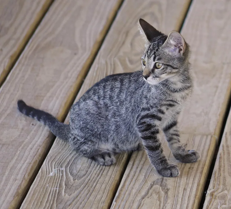 A baby medium-sized male Domestic Short Hair cat named Jake for adoption in North Fort Myers, FL