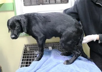 A baby large-sized female Labrador Retriever dog named Monica for adoption in Picayune, MS