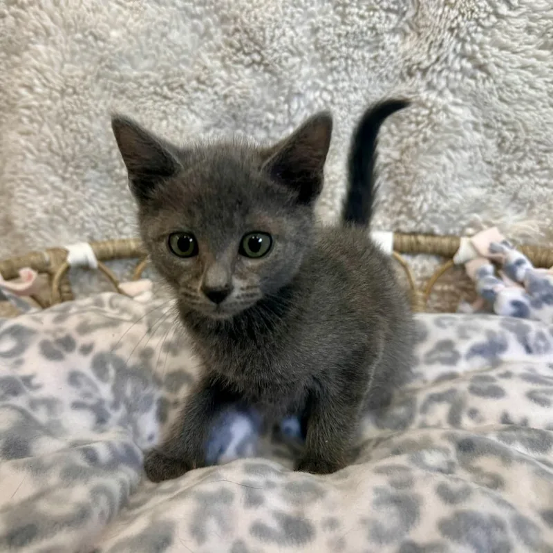 A baby small-sized male Gray / Blue / Silver Domestic Short Hair cat named Mr. Jinx for adoption in Medford, OR