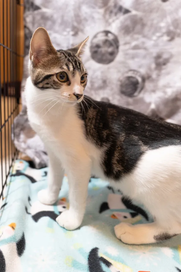 A young medium-sized male Domestic Short Hair cat named Gobo for adoption in Bonsall, CA