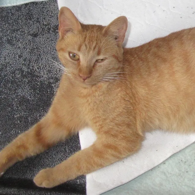 Scrabble thumbnail 3