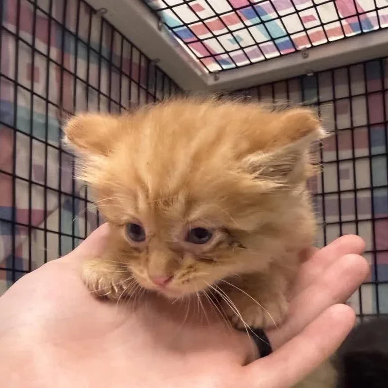 A baby small-sized male Domestic Long Hair cat named Sebastian for adoption in Norfolk, NE