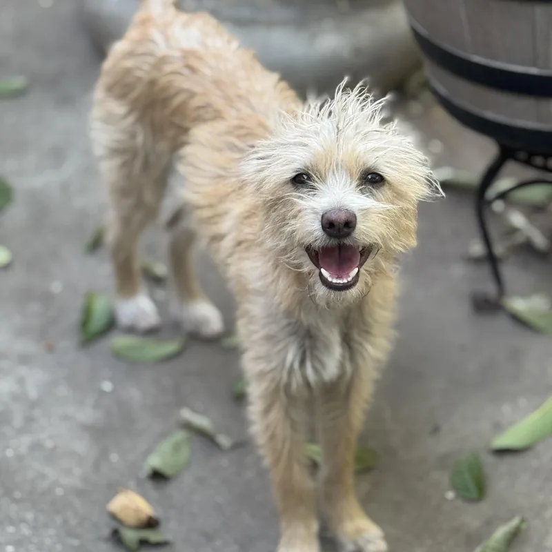 Clarence thumbnail 2