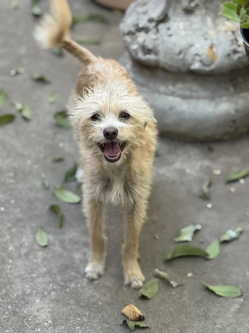 Clarence thumbnail 3