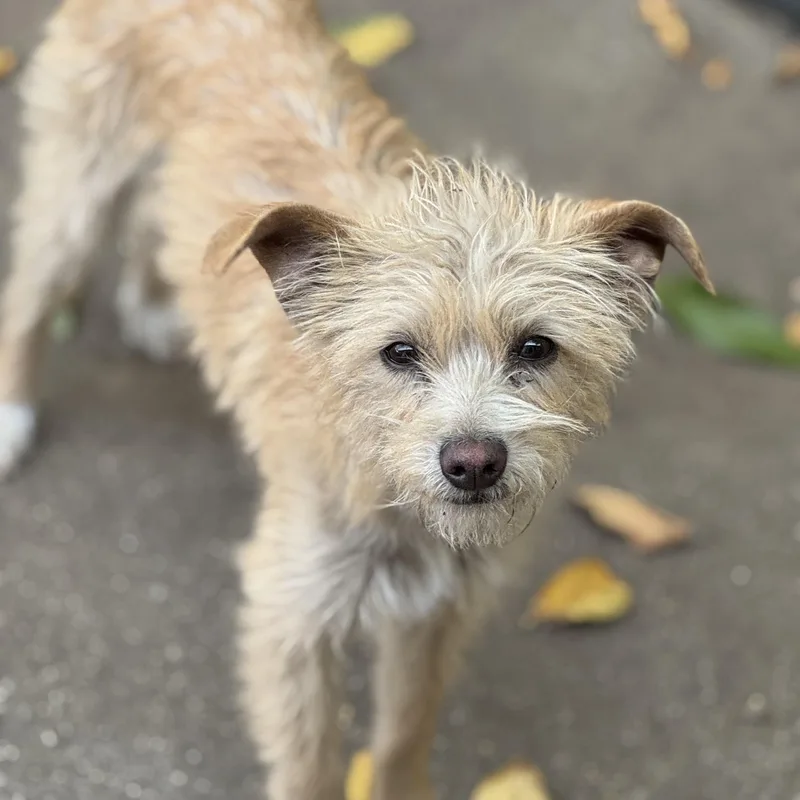 An adult small-sized male Apricot / Beige Australian Terrier dog named Clarence for adoption in Murrieta, CA