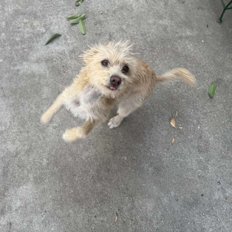 Clarence thumbnail 4