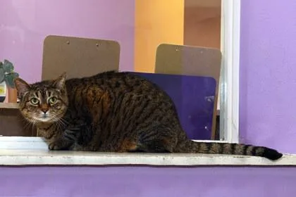 An adult medium-sized female Domestic Short Hair cat named Kimmie for adoption in Baton Rouge, LA