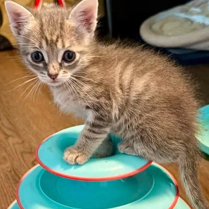 A baby small-sized male Gray / Blue / Silver Domestic Short Hair cat named Sharpie for adoption in Wichita, KS