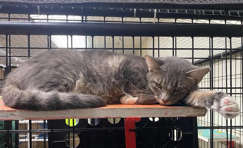 An adult medium-sized female Tabby (Gray / Blue / Silver) Domestic Short Hair cat named Milly for adoption in Maryville, MO