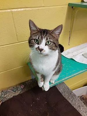 An adult large-sized female Domestic Short Hair cat named Lovebug for adoption in Pottsville, PA