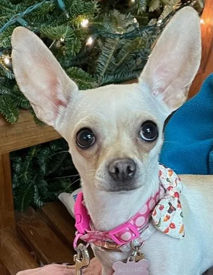 An adult small-sized female Apricot / Beige Chihuahua dog named Winnie for adoption in Annapolis, MD
