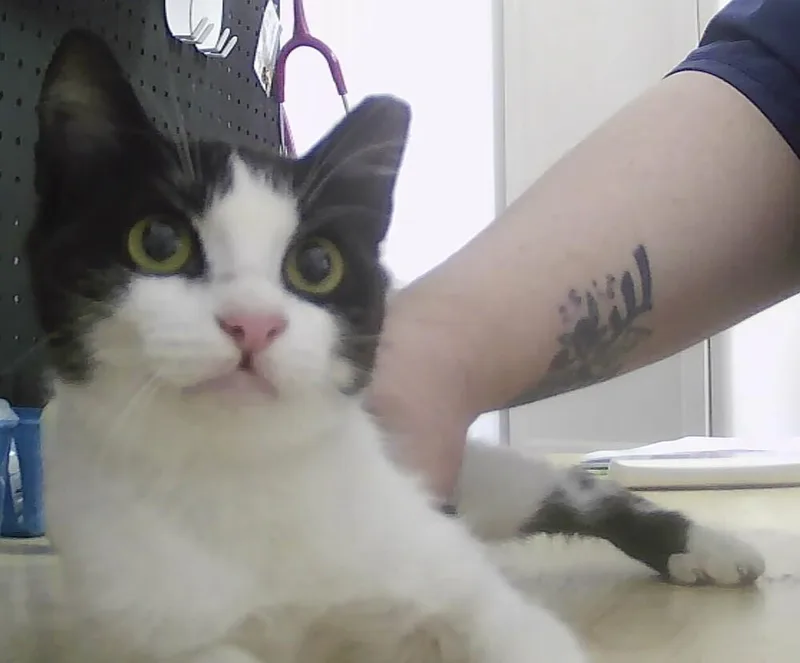 A baby small-sized female Black & White / Tuxedo Domestic Short Hair cat named Sara for adoption in Anoka, MN