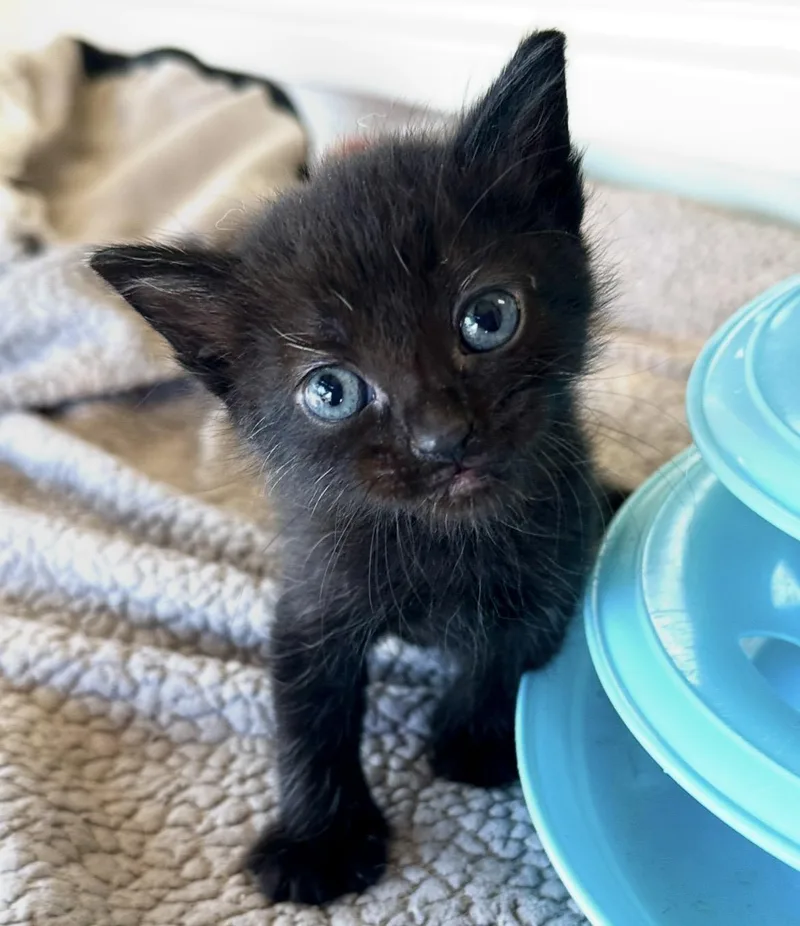 A baby medium-sized male Black Domestic Medium Hair cat named Lambert for adoption in Sherman Oaks, CA