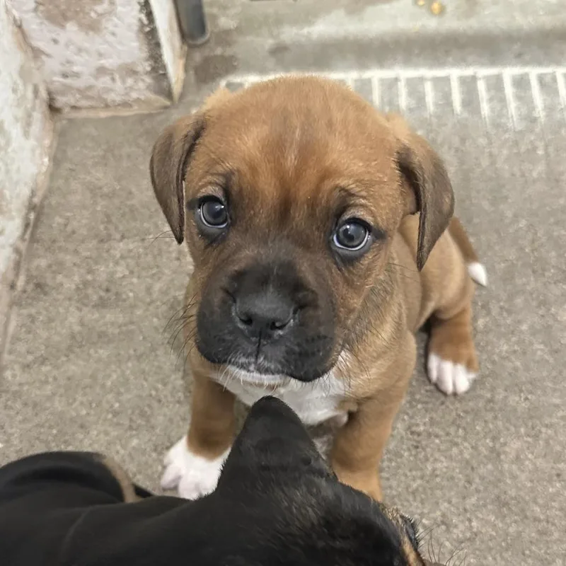 A baby medium-sized male Boxer dog named Simba for adoption in Philadelphia, PA