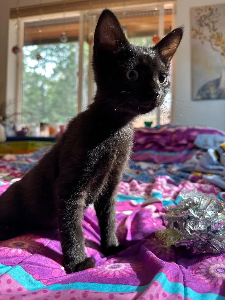 A baby small-sized male Domestic Short Hair cat named Vortex for adoption in Grants Pass, OR