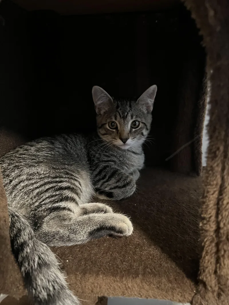 A baby medium-sized male Tabby (Brown / Chocolate) Tabby cat named Michael for adoption in Millville, UT