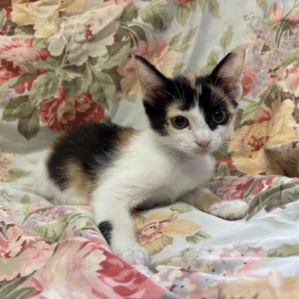 A baby small-sized female Calico Domestic Short Hair cat named Zara for adoption in Hawthorne, CA