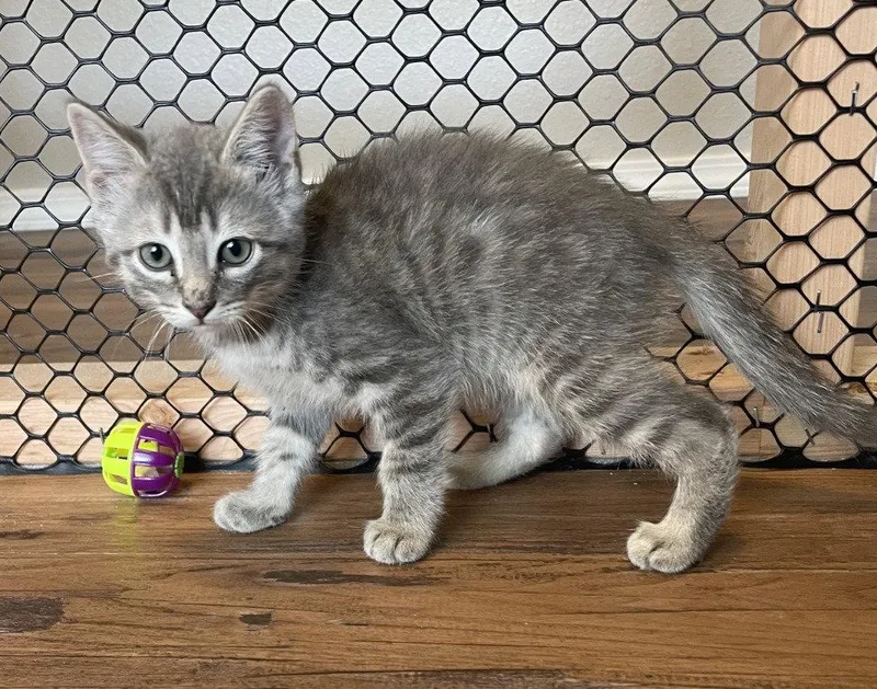 A baby medium-sized male Domestic Short Hair cat named Jambo for adoption in St. Helens, OR