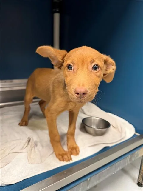 A baby small-sized female Labrador Retriever dog named Cinnabun for adoption in Conroe, TX