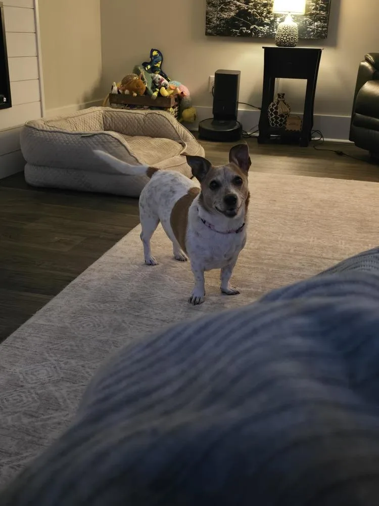 An adult small-sized female Tricolor (Brown, Black, & White) Rat Terrier dog named Winnie for adoption in Mooresville, NC