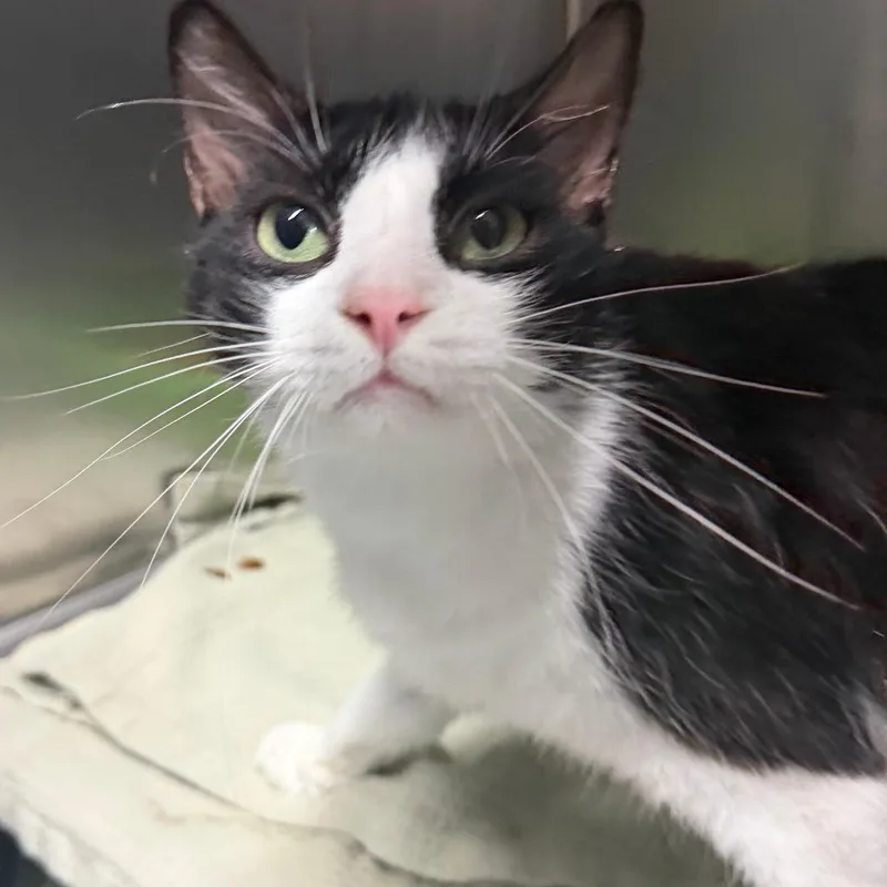 An adult large-sized male White Domestic Medium Hair cat named Panda Bear for adoption in Lakeland, FL