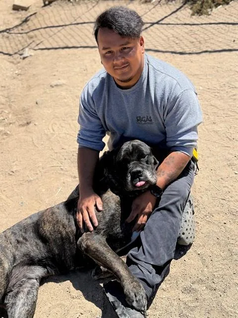An adult extra large-sized female Bullmastiff dog named Valentina for adoption in Santa Maria, CA