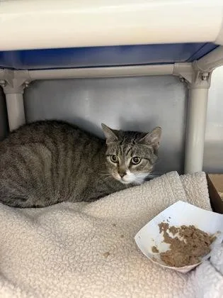 An adult small-sized male Domestic Short Hair cat named Theo for adoption in Madison, NJ