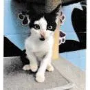 A baby small-sized female White Domestic Short Hair cat named Patra for adoption in Tallahassee, FL
