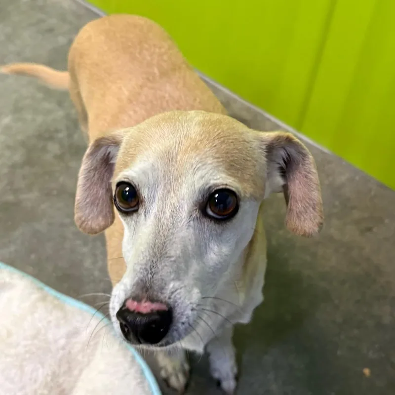 An adult small-sized male White / Cream Chihuahua dog named Zero for adoption in San Jacinto, CA