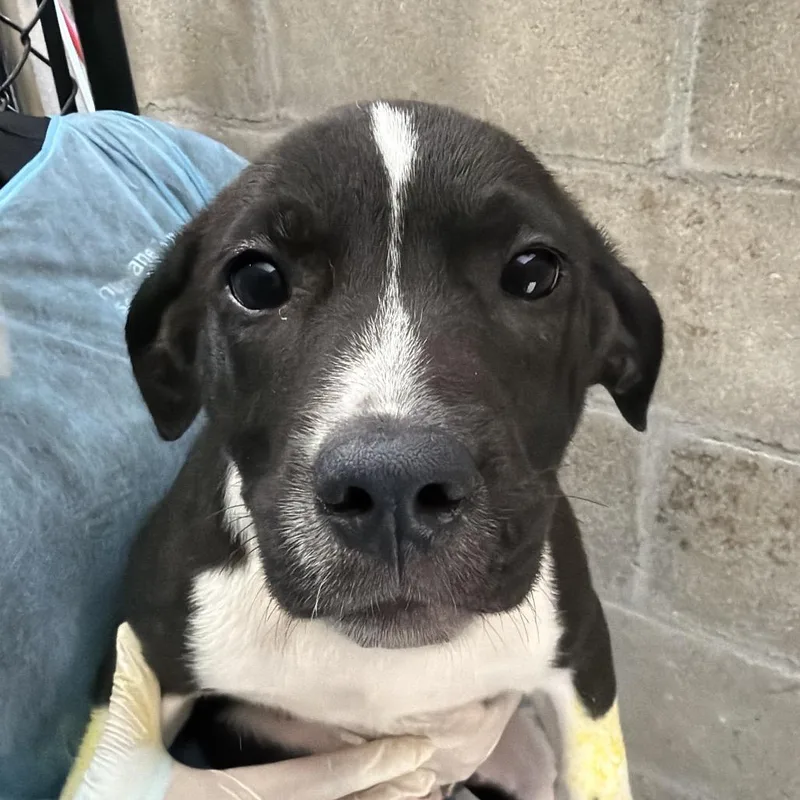 A baby small-sized male Black Mixed Breed dog named Joker for adoption in Clearwater, FL