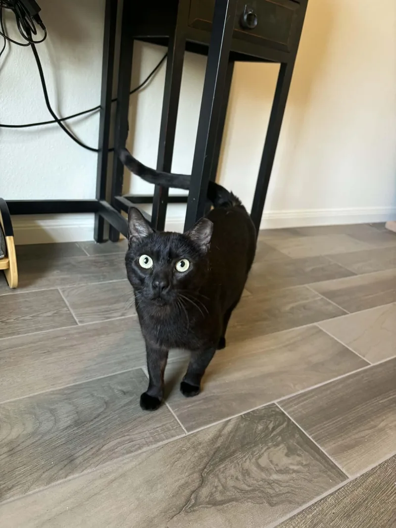 Rasputinrf Fh Petsmart thumbnail 3
