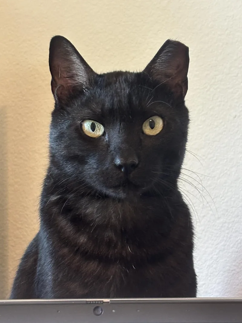 An adult medium-sized male Black Domestic Short Hair cat named Rasputinrf Fh Petsmart for adoption in Spring, TX