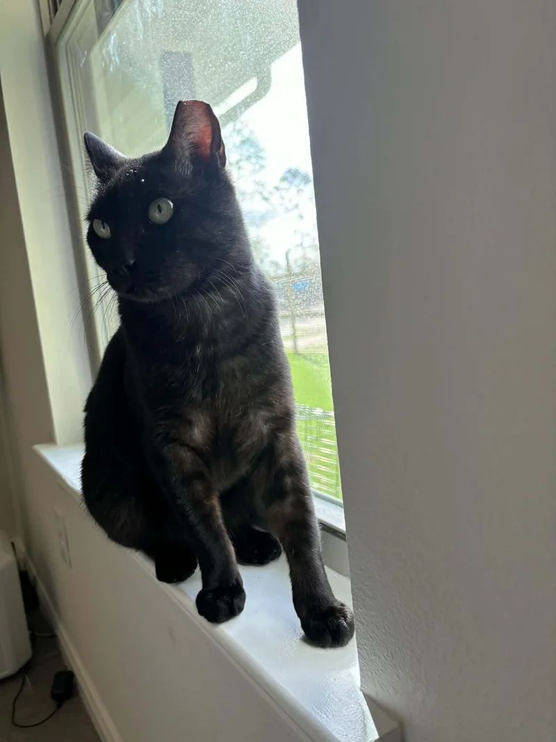Rasputinrf Fh Petsmart thumbnail 4