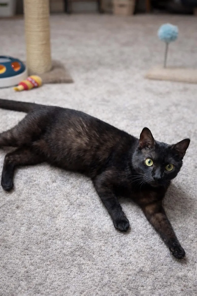 Rasputinrf Fh Petsmart thumbnail 5
